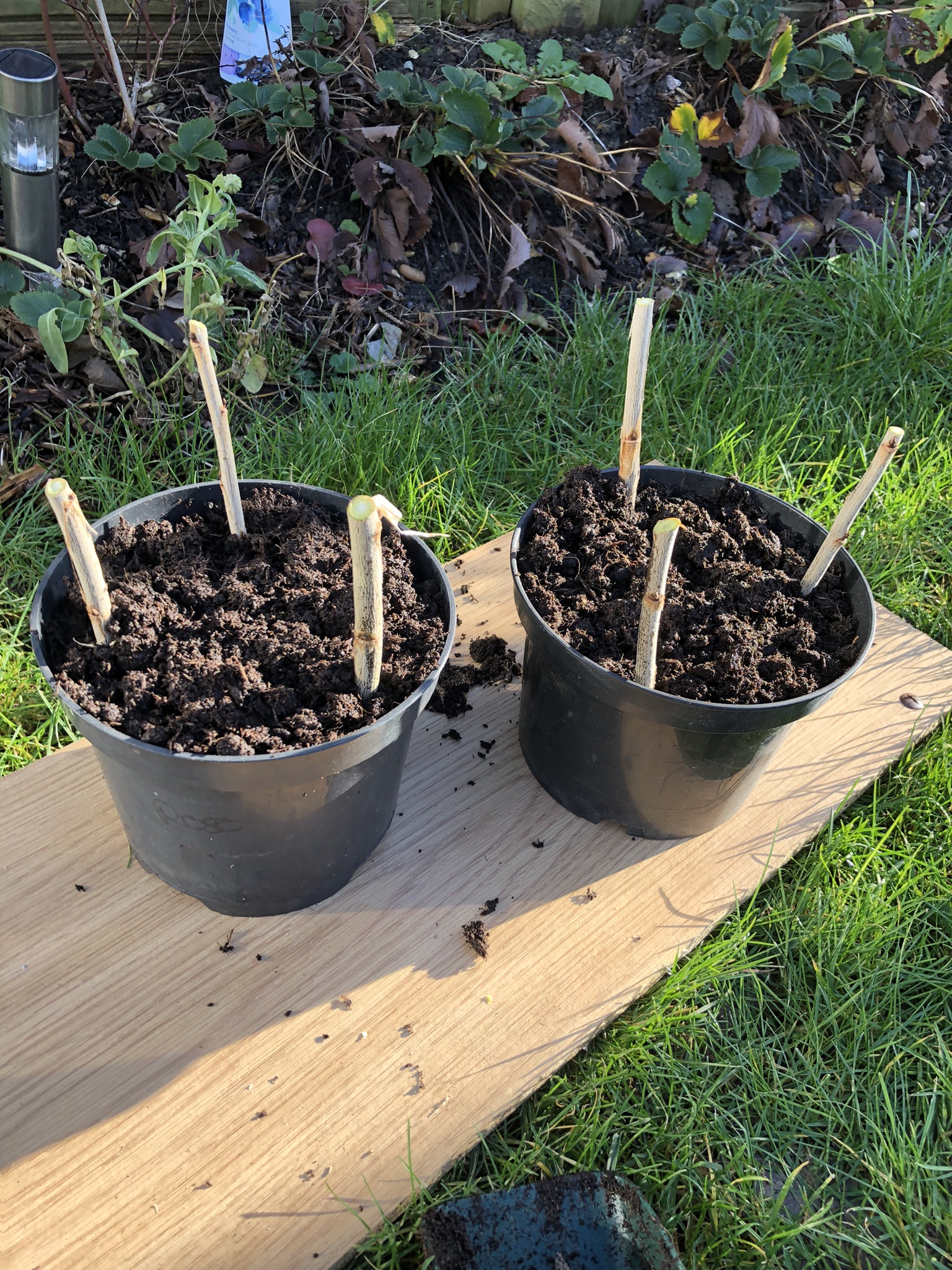 currant-cuttings-planted